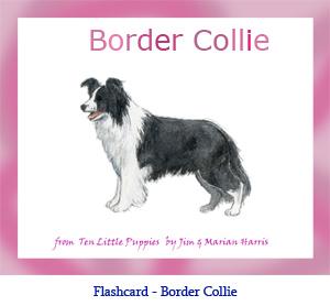 Border Collie Dog Flashcard– with breed name